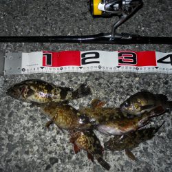 夕方～エビ撒き釣りで根魚狙い