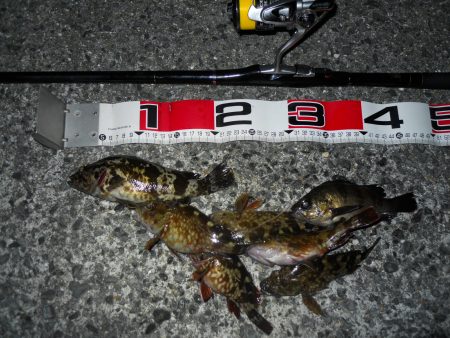 夕方～エビ撒き釣りで根魚狙い