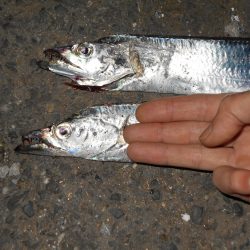 ショートバイトが多い