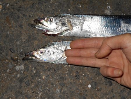 ショートバイトが多い