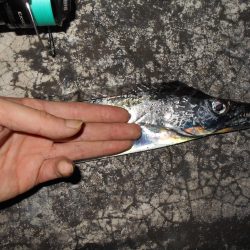 メタルバイブでメッキとタチウオをゲット