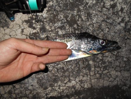 メタルバイブでメッキとタチウオをゲット