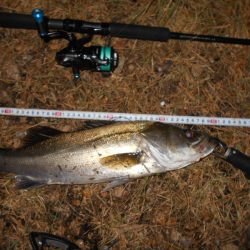 サヨリパターンでヒット。