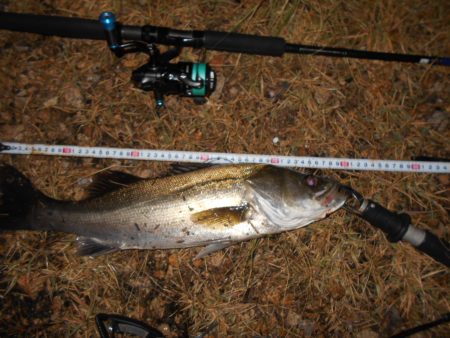 サヨリパターンでヒット。