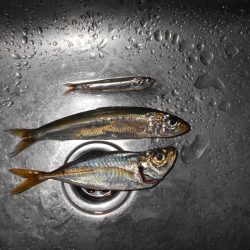 なかなか乗らないタチウオ…。