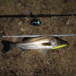 渋い状況の中でのヒット。