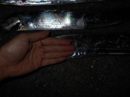 フォール中に反応有り。