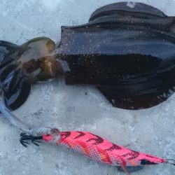 １ヶ月半ぶりの伊根