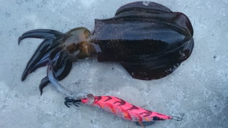 １ヶ月半ぶりの伊根