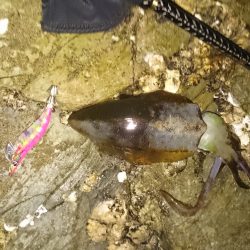 蓬莱岩エギング