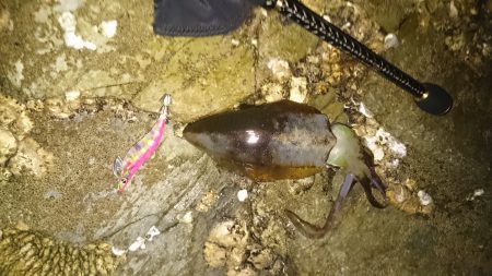 蓬莱岩エギング