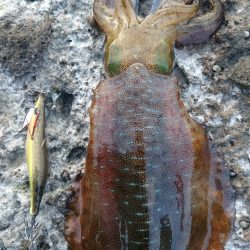 アオリイカ　まあまあのサイズ