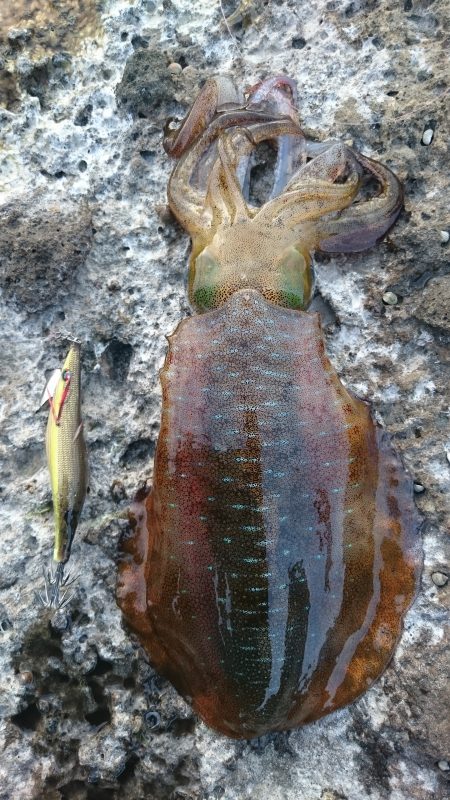 アオリイカ　まあまあのサイズ