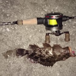 根魚釣り！南港！