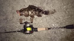 根魚釣り！南港！
