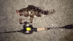 根魚釣り！南港！