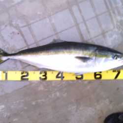 南部川河口でメジロ