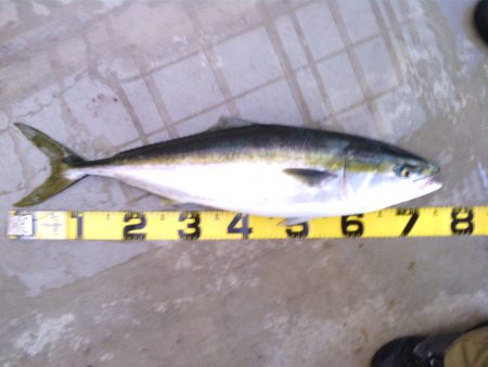 南部川河口でメジロ