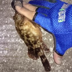 今日もガシラ釣り！