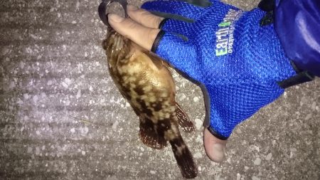 今日もガシラ釣り！