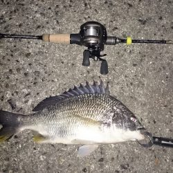 久しぶりにガシラ釣り！今日は南港です！