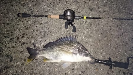 久しぶりにガシラ釣り！今日は南港です！