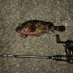 北港ガシラ根魚！