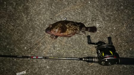 北港ガシラ根魚！