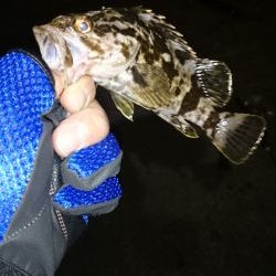 久しぶりの根魚釣り！