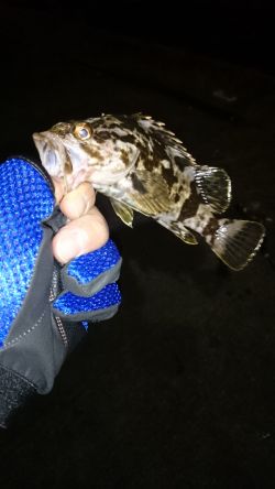 久しぶりの根魚釣り！