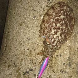 今秋    最大ゲット❗