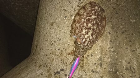 今秋    最大ゲット❗