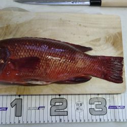 久々にコブダイ！