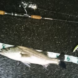 洲本川 濁り+常夜灯でイージーモード