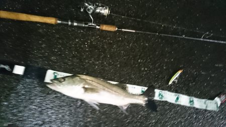 洲本川 濁り+常夜灯でイージーモード