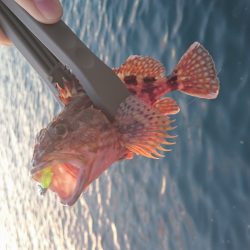 洲本港でアジング♪