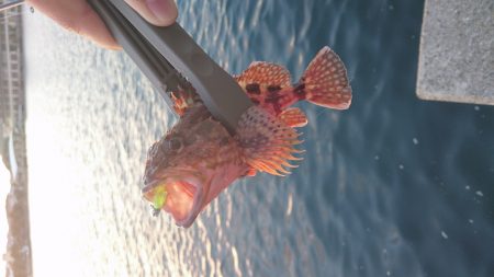 洲本港でアジング♪