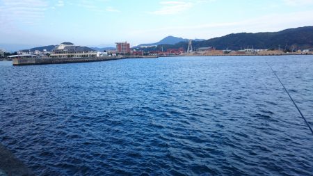 洲本港 アオリイカはどこへやら？