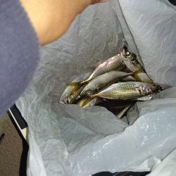 洲本港 アジング♪