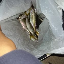 洲本港 アジング♪