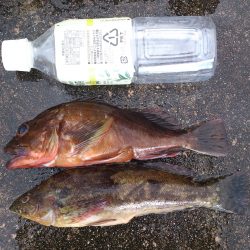 穴釣り＆ちょい投げで良型ガシラ、アブラメ