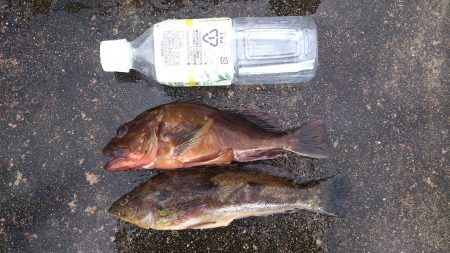 穴釣り＆ちょい投げで良型ガシラ、アブラメ