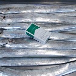浮き釣りタチウオ、ちょっとワインド