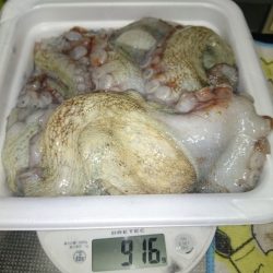 やっぱりタコしか…