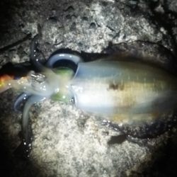 活あじ確保できず。