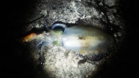 活あじ確保できず。