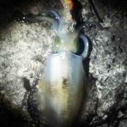 活あじ確保できず。