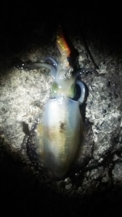 活あじ確保できず。