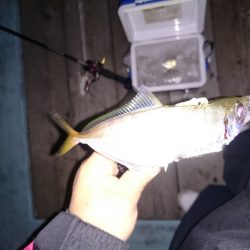 アジングでメッキだー