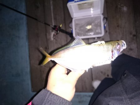 アジングでメッキだー